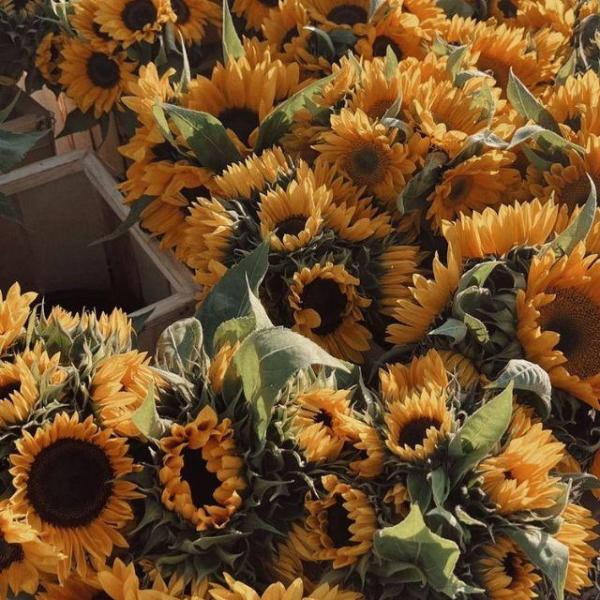 Hoa Hướng Dương