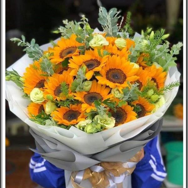 Ánh dương bừng sáng - HB566