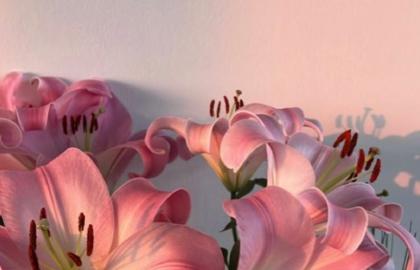 Hydroponics for Flowering Plants: Minimalist Water-Based Growing Techniques for Modern Spaces