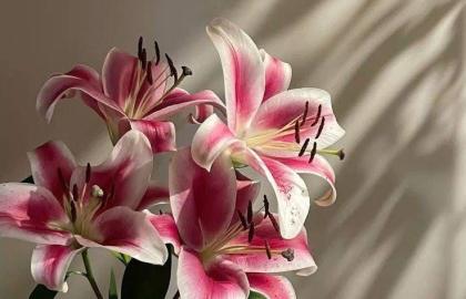 Top 5 Sustainable and Cost-Effective Wedding Flower Trends for 2026