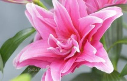 The Legend of the Tulip: From the Diamond of the East to the First Stock Market Bubble