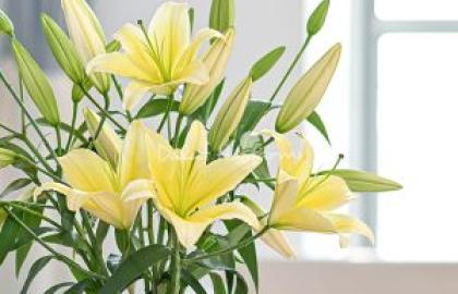 The Art of the Natural Hand-Tied Bouquet for the Modern Bride