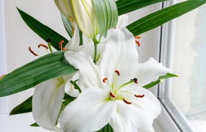 Edible Flowers: Top 5 Beautiful and Healthy Varieties You Should Try